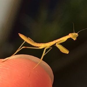 Meet your Posher, Ulrich